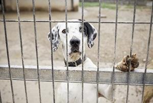 animal cruelty, Connecticut criminal defense attorney