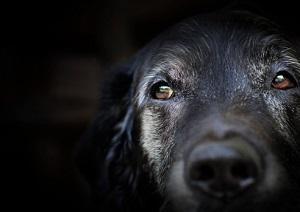 animal cruelty, federal law, Connecticut Criminal Defense Lawyer