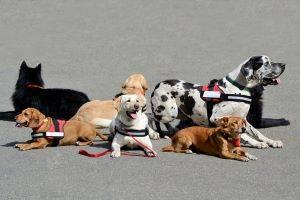 Hartford, CT criminal lawyer courthouse dogs