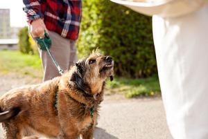 dog attack, Hartford personal injury attorney