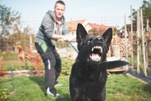 dog bite, Connecticut personal injury attorney