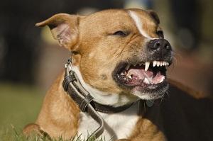 dog bites, statistics, Connecticut Personal Injury Lawyer