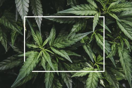 Hartford, CT drug crimes defense lawyer